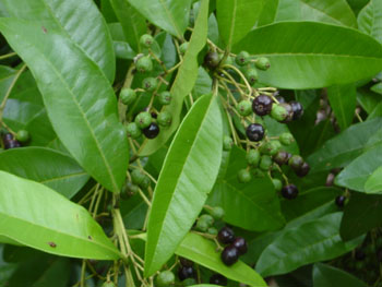 P. dioica